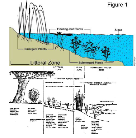 <p><span><span><br>littoral zone</span></span><br></p>