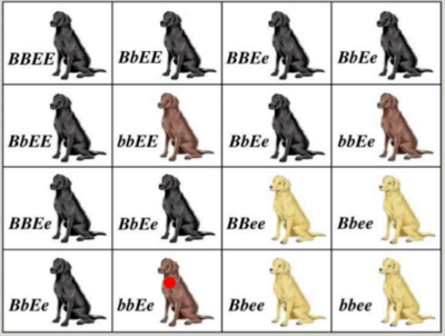 B=black, b= chocolate. Some  labs inherit black or brown fur alleles but have light fur due to the effect of a different gene. This shows which pattern of inheritance 