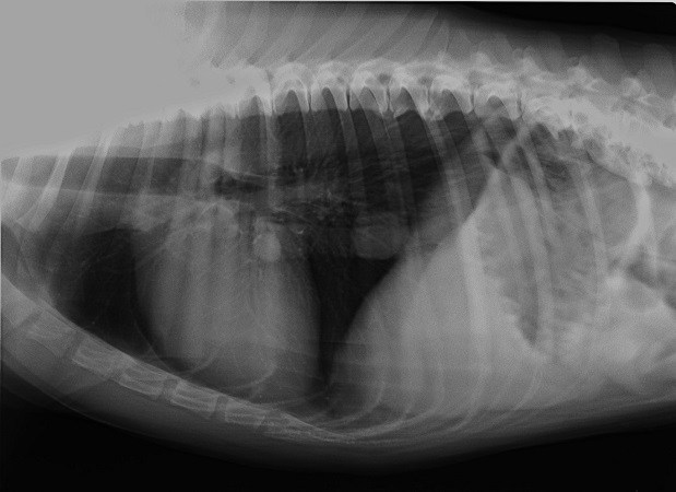 <p>Latero-lateral position, dog, interstitial lung pattern a. True b. False</p>
