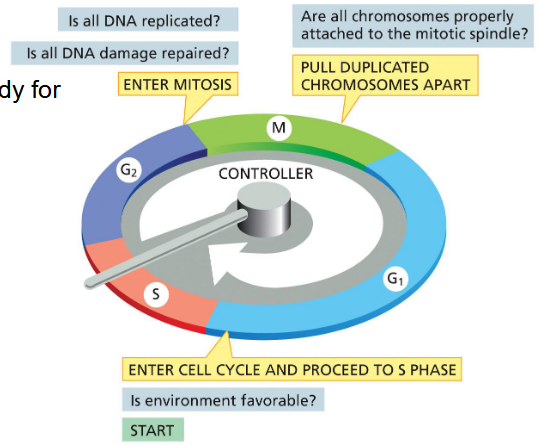 <p>cells pause until ready for next phase</p>
