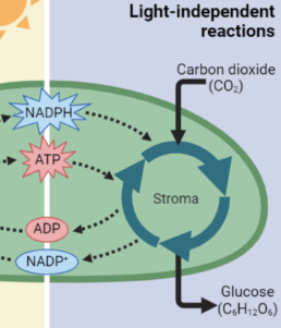 <p>Takes the ATP from the light Reactions to power chemical reactions (with the enzymes) to convert <span style="background-color: transparent;"><span>CO</span><sub><span>2</span></sub><span> and the H from H</span><sub><span>2</span></sub><span>O into glucose. Produces ADP & NADP</span><sup><span>+</span></sup><span>.</span></span></p><p><span style="background-color: transparent;"><span>6 cycles = 1 molecule of glucose</span></span></p>