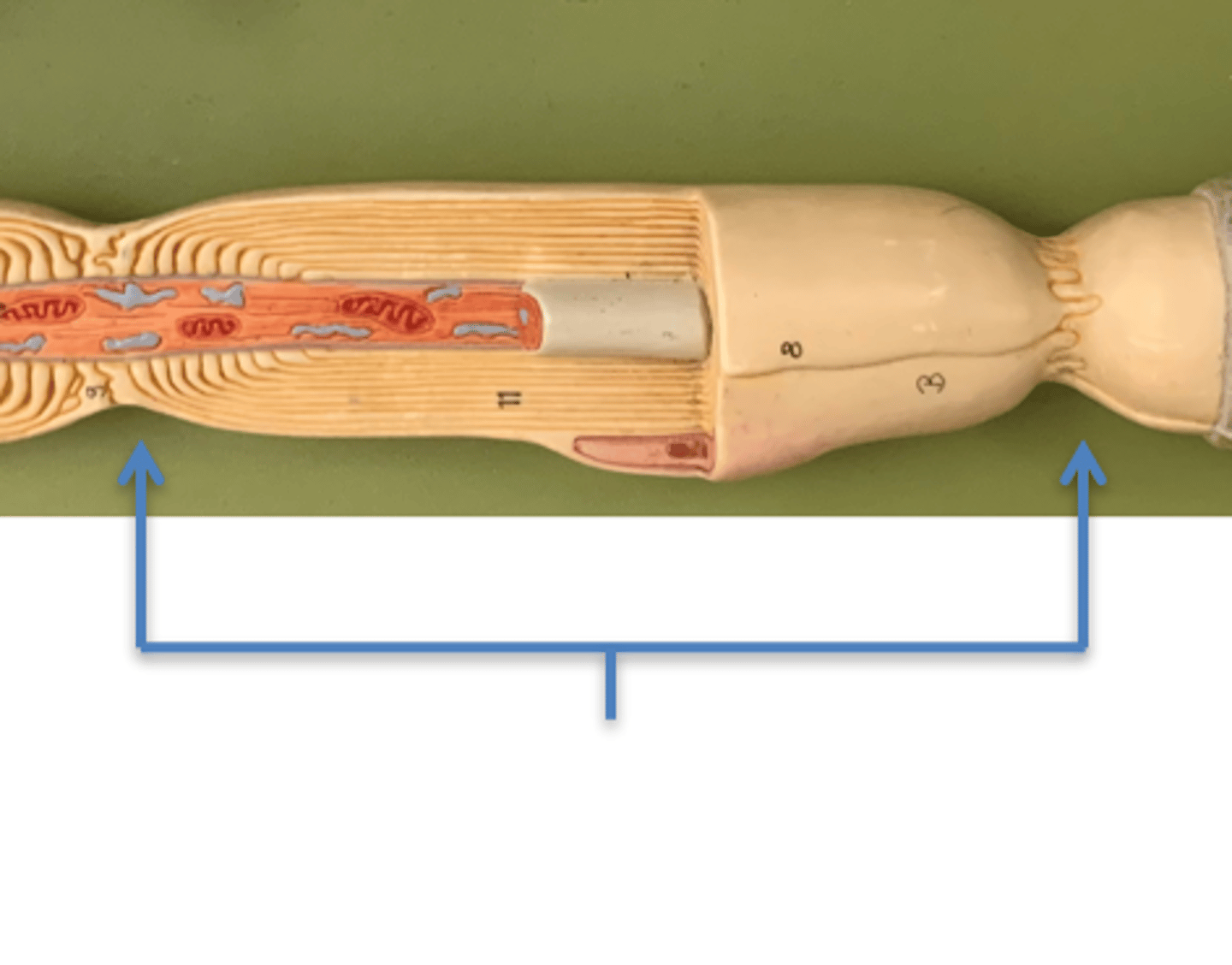 <p>Name this structure</p>
