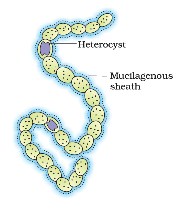 <ul><li><p>a transparent thick-walled empty cell that is present in the filaments of blue-green algae</p><ul><li><p>they are formed during cases of nitrogen starvation</p></li><li><p>main function is to fix nitrogen</p></li></ul></li></ul>