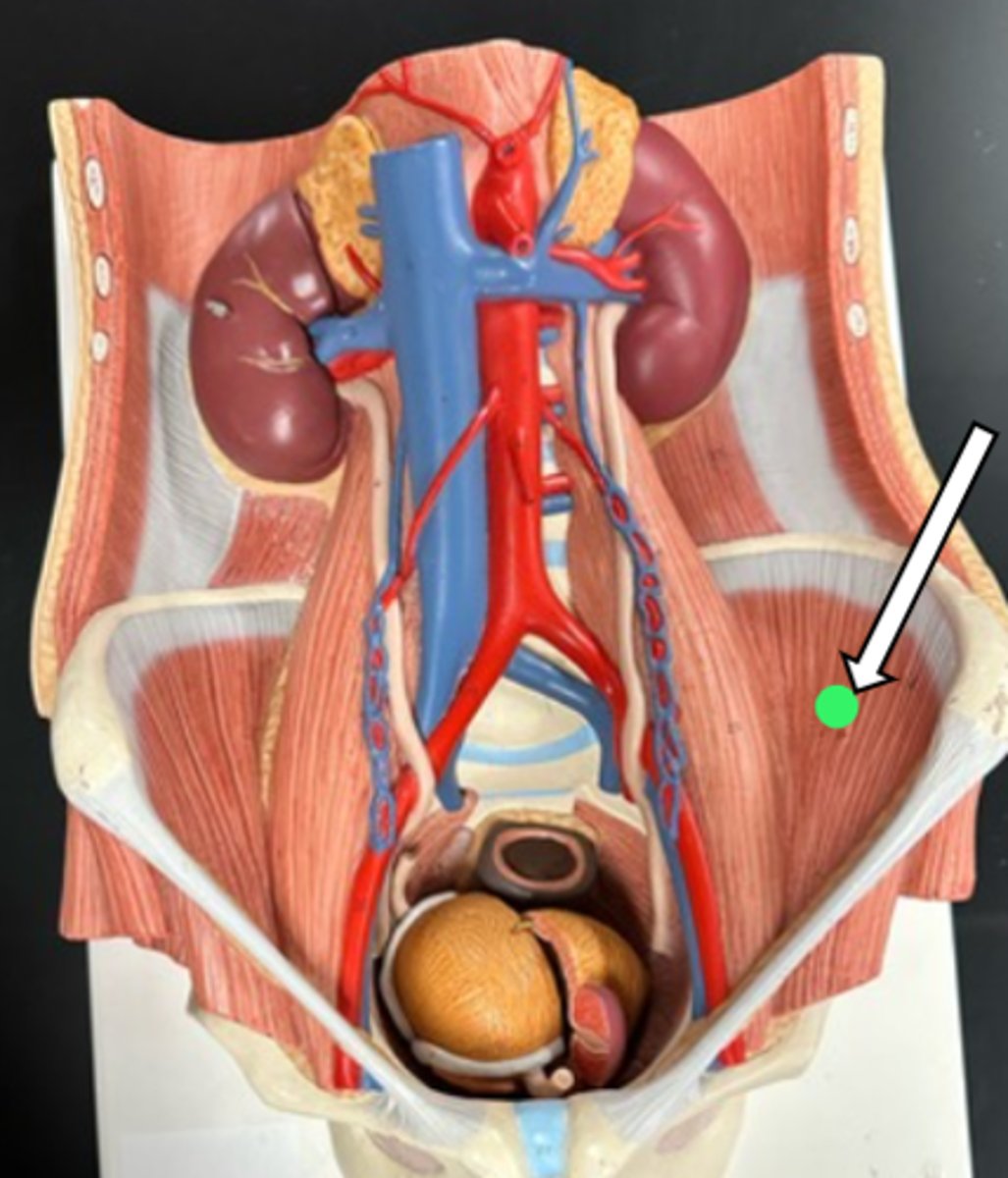 <p>iliacus (function)</p>