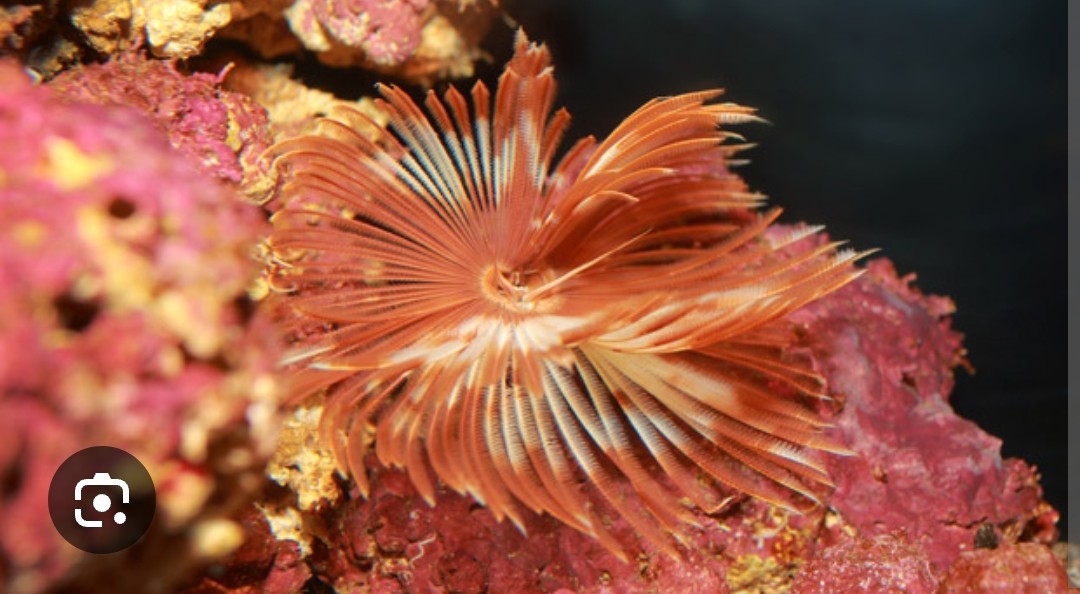 <p class="has-focus">Sabellidae family</p><p class="has-focus">eat tiny organic particles like plankton (both phytoplankton and zooplankton), as well as organic detritus and food particles in the water.</p><p class="has-focus">prominent, colorful, and feathery crown of tentacles (called radioles) that they extend for filter-feeding</p>