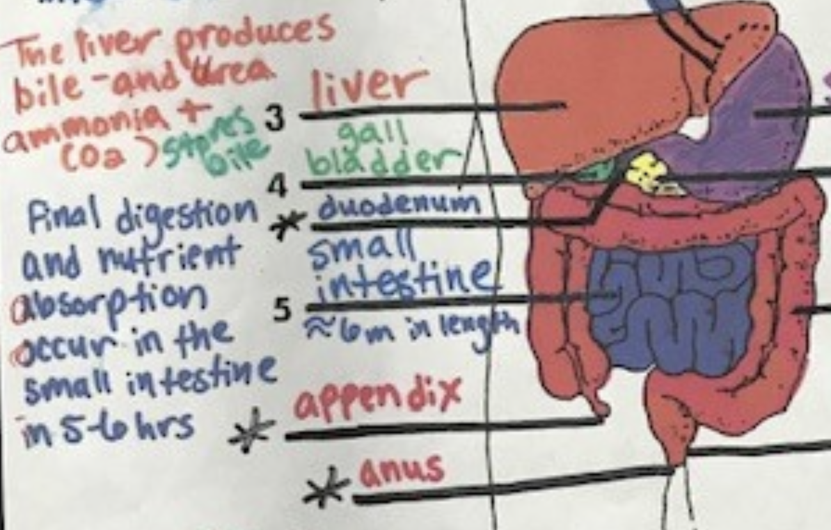 <p>lymphoid tissue. it makes a minor contribution to defense</p>