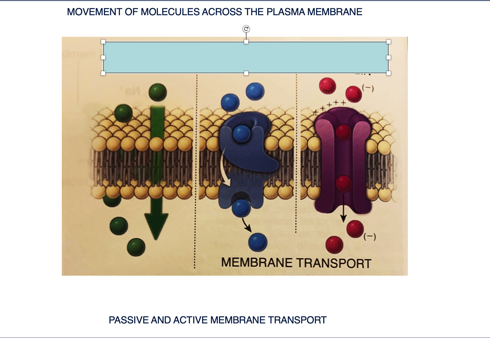 <p>DESCRIBE THE MOVEMENT OF MOLECULES</p><p>There are 2 classes of transport proteins describe them</p>