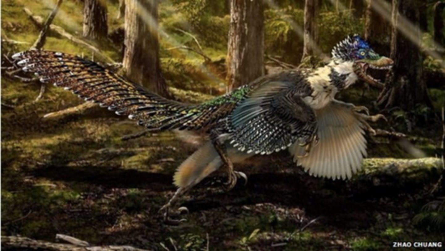 <p>features:</p><p>1.feathers</p><p>2.furcula (wishbone)</p><p>3.Pneumatic (hollow) bones</p><p>4.Tridactyl foot w/ big toe pointed backwards</p>