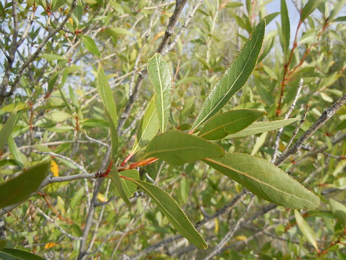 (Populus angustifolia)