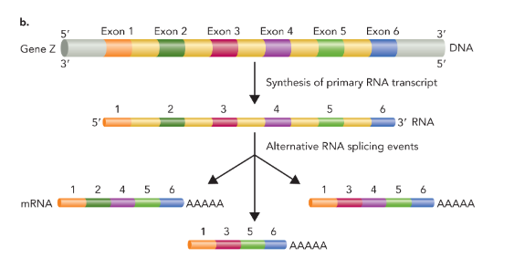 <p>combing exons in different ways to produce proteins with alternative structures and/or functions (makes multiple distinct mRNA products)</p>
