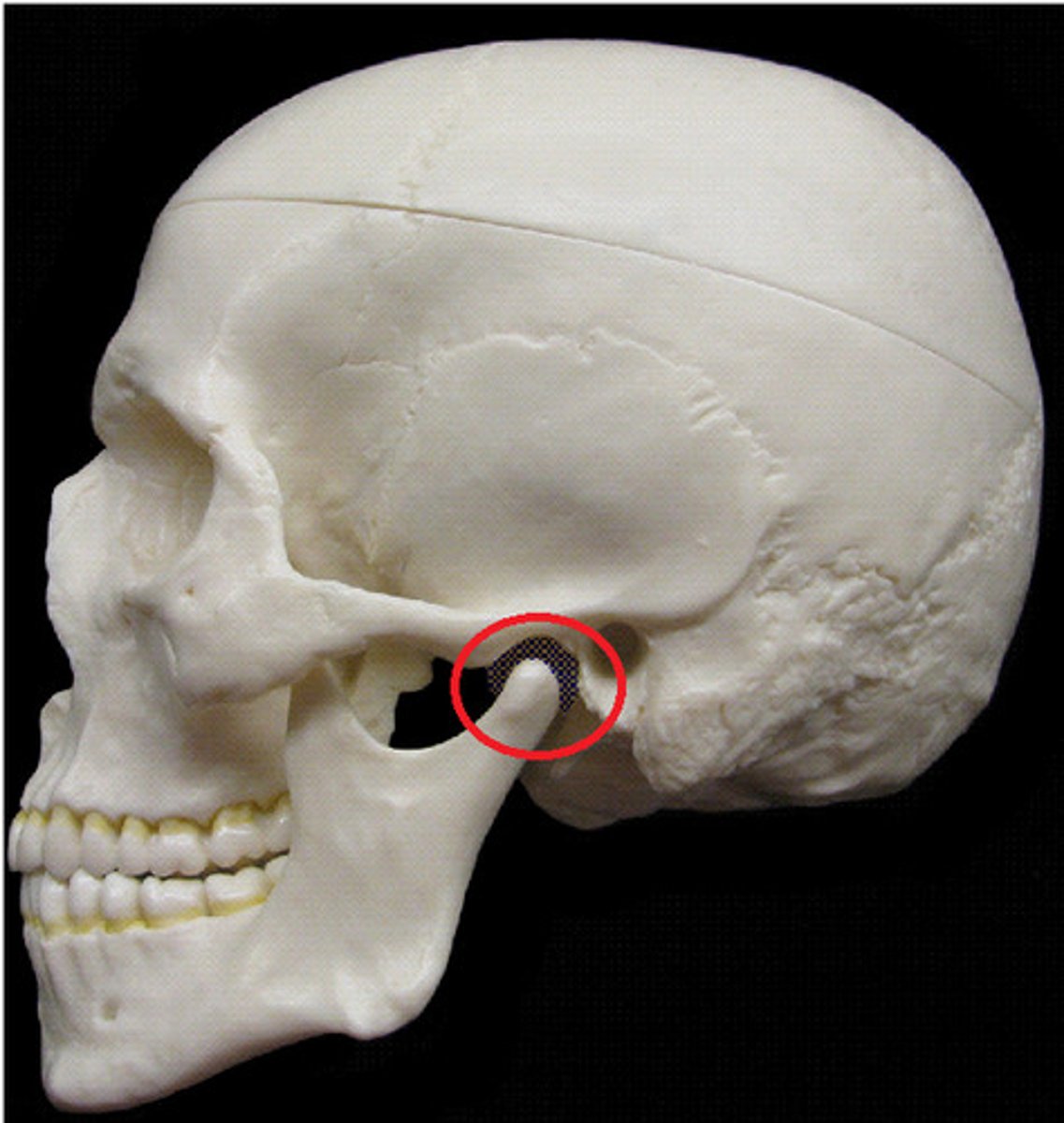 <p>where mandibular condyle fits into</p>