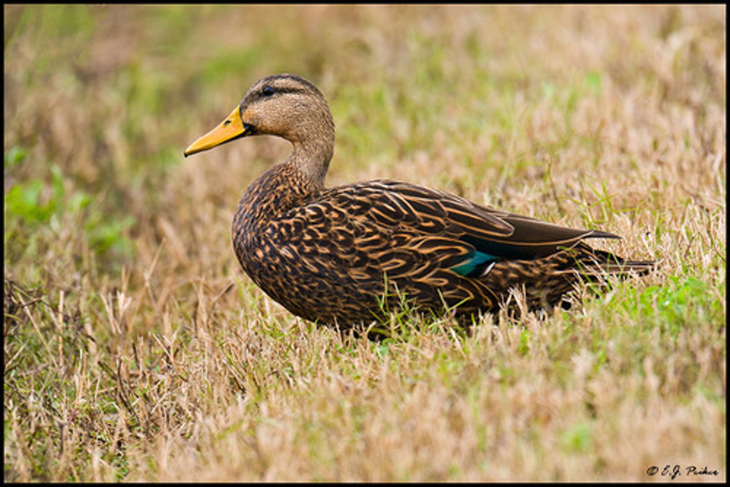 <ul><li><p><span style="background-color: transparent;">do not migrate, glued to gulf, black spot near chin, wide edging in feather</span></p></li></ul><p></p>