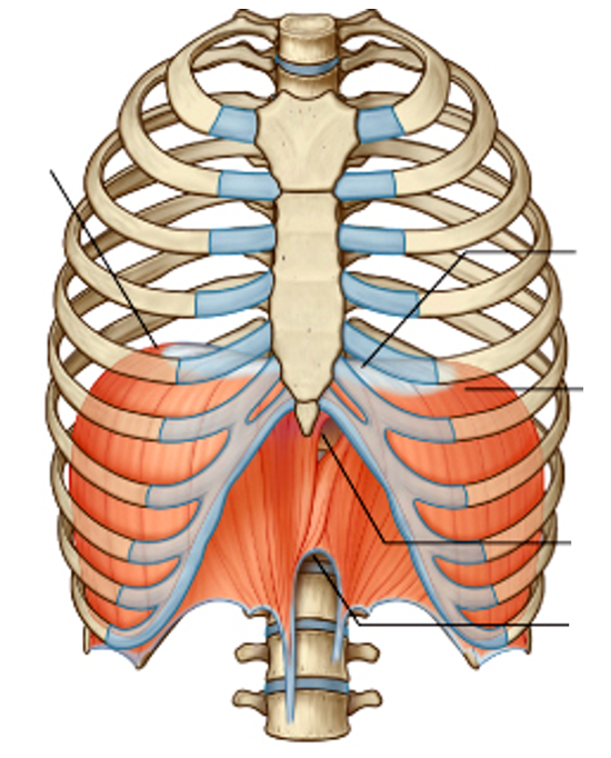<p><span>Prime mover of inspiration; flattens to expand thoracic cavity.</span></p>