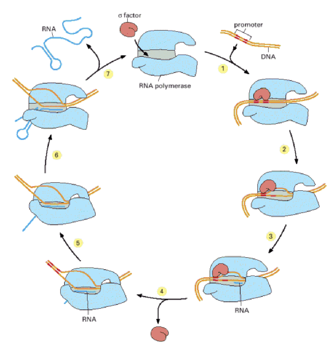 <p>once promotor sequence is recognised it clamps to DNA with movable jaws</p><p>after transcription of 10 nucleotides a flap closes to form exit tunnel for the synthesised RNA</p><p>at the terminator the nucleotide sequence codes a hairpin into the RNA which releases it from DNA</p>