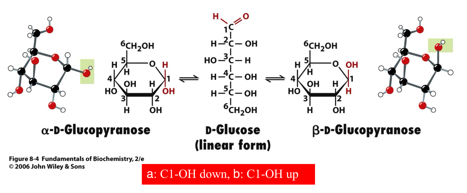 <ul><li><p>Monosaccharides exist almost entirely as five- and six-membered rings&nbsp;</p><ul><li><p>anomeric carbon: the carbonyl carbon used for cyclic formation&nbsp;</p></li><li><p>anomers: carbohydrates that differ in configuration only at their anomeric carbons&nbsp;</p></li></ul></li><li><p>a: C1-OH down, B: C1-OH u[ </p></li><li><p><strong>Important nature of anomeric carbon as it relates to <u>glycosidic bond </u>formation joining two monosaccharides forming <u>disaccharides</u> and <u>polysaccharides</u> </strong></p></li></ul><p></p>