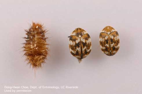 <p>Order Coleoptera: Family Dermestidae: Skin &amp; Carpet Beetles</p>