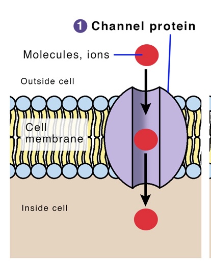 <ul><li><p>transports molecules and ions faster than carrier proteins </p></li></ul><ul><li><p>have a hydrophilic channel that certain molecules and ions can pass through and use as a tunnel</p></li></ul>