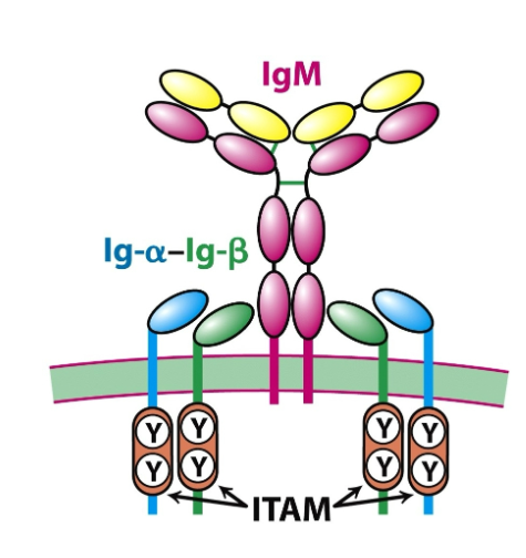 <p>What is the structure of the BCR?</p>