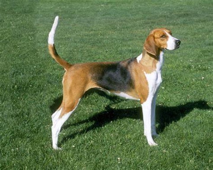 <p>- Hound group<br>- Large (45-80 lbs)<br>- Usually tri-color, but can be any color</p>