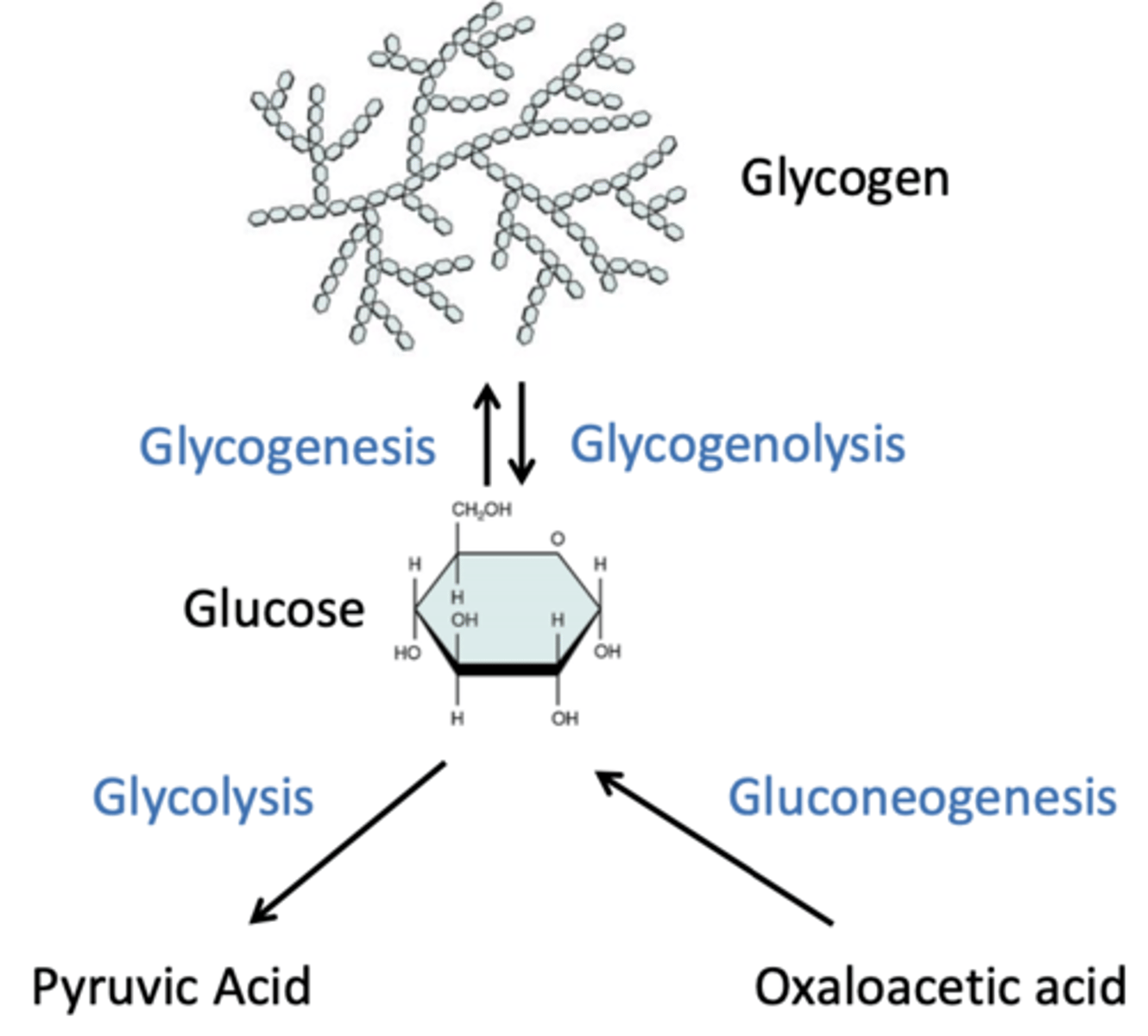 <p>first and usual source for energy source for most tissues. Blood glucose &amp; glycogen sufficient for one day. When glucose is in excess: Glycolysis, Glycogenesis. When glucose is at low levels: Gluconeogenesis (liver only), Glycogenolysis</p>