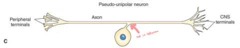 <p>one cell body, 2 branches (peripheral projects to periphery, branch 2 projects to CNS)</p>