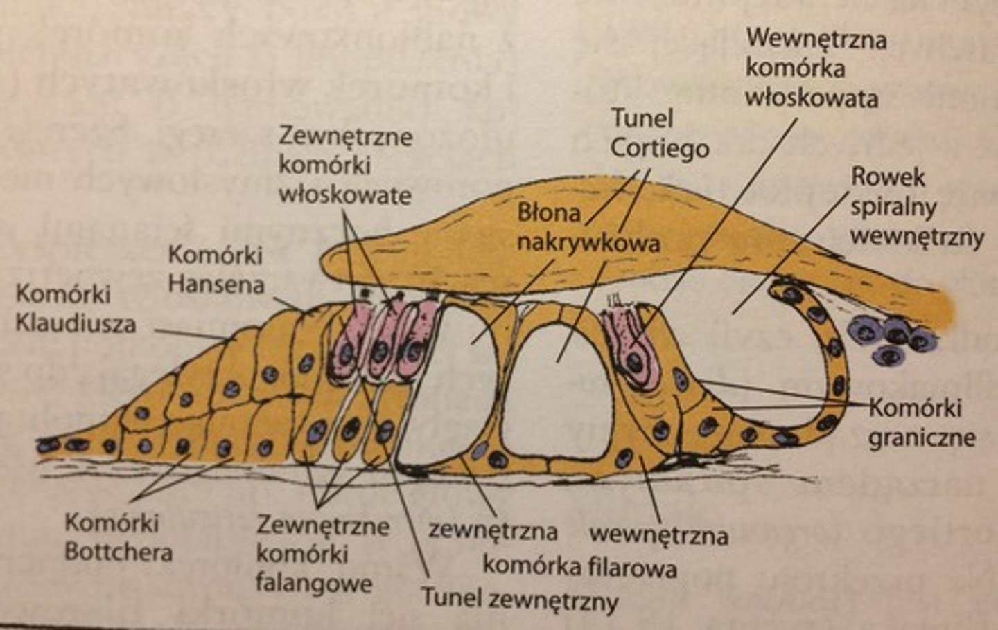 <p>leży na błonie podstawnej. Składa się z kom. podporowych i zmysłowych.</p><p>Wśród komórek podporowych wyróżniamy:</p><p>- kom. filarowe zewnętrzne i wewnętrzne - wytwarzają&nbsp;filary, między którymi znajduje się&nbsp;tunel wewnętrzny</p><p>- kom. falangowe zewnętrzne i wewnętrzne - mają wklęśnięcia, w których leżą kom. włoskowate</p><p>Komórki włoskowate zewnętrzne są osadzone w kom. falangowych wewnętrznych. Tworzą 1 szereg komórek. Na wolnej powierzchni mają stereocilia,</p><p>Komórki włoskowate zewnętrzne są osadzone na kom. falangowych zewn. Tworzą 3-4 szeregi komórek. Na wolnej powierzchni mają stereocilia. </p>