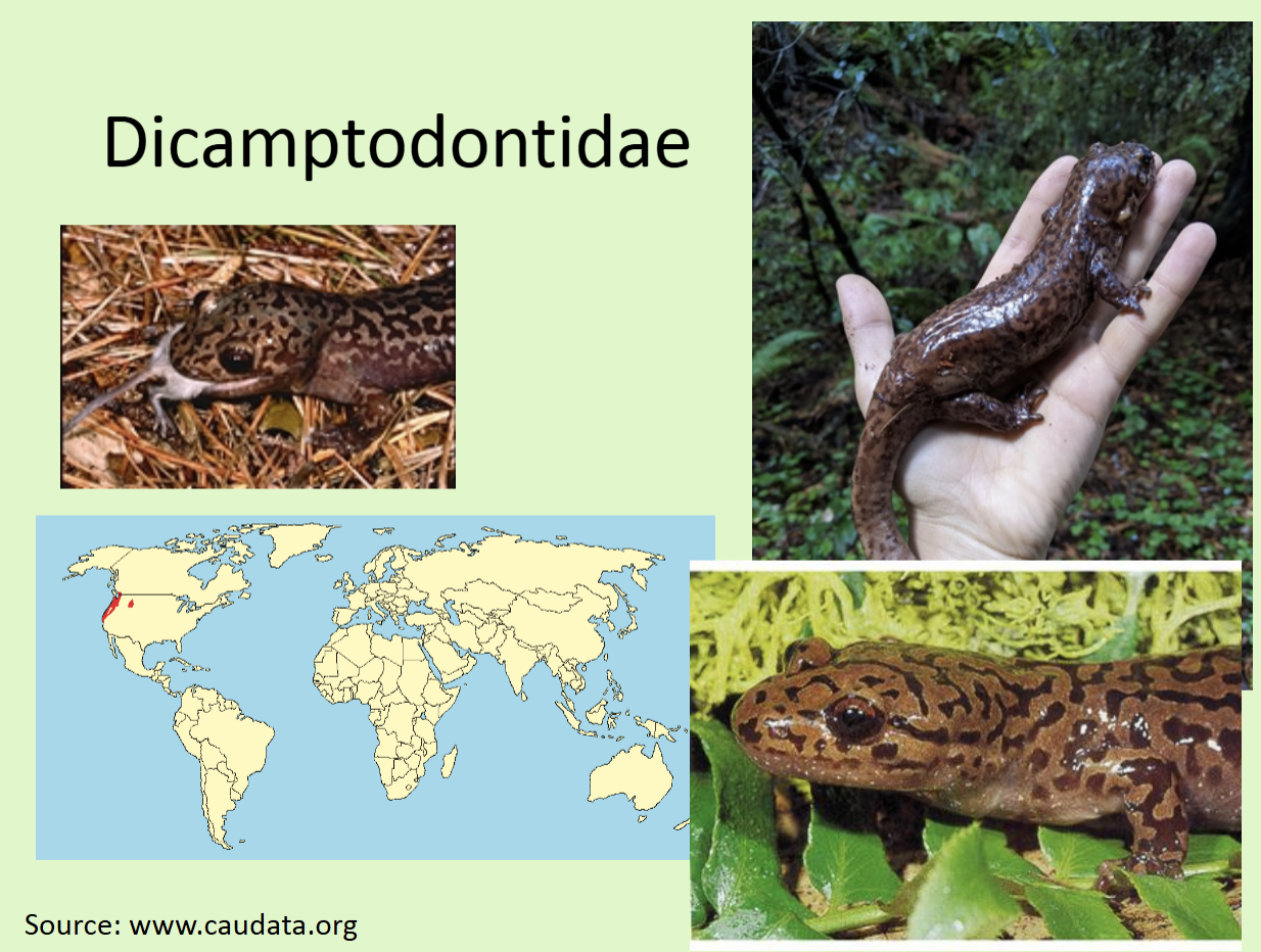 <p><span>Large, brown mottled with black, absent or facultative metamorphosis</span><br></p>