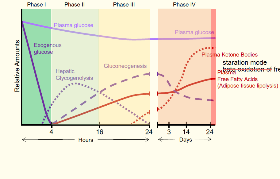 <ul><li><p>exogenous glucose, blood glucose concentration increases</p></li><li><p>insulin is released decreasing plasma glucose conc</p></li><li><p>hepatic glycogenolysis occurs</p></li><li><p>gluconeogenesis then surpasses glycogenolysis as a result of glycogen store depletion</p></li><li><p>free fatty acid concentration increases as a result of lowering insulin concentration allowing for apidose tissue lipolysis</p></li><li><p>enters starvation, free fatty acids undergo beta oxidation to increase plasma ketone body concentration</p></li></ul><p></p>