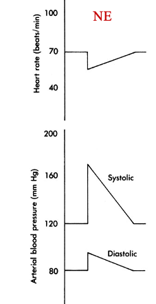 <p>decreases heart rate, inc systolic and diastolic pressure </p><p></p><p>alpha receptors —&gt; increase systolic and diastolic BP</p><p>baroreceptor reflex —&gt; bradycardia (decreased heart rate) </p><ul><li><p>despite beta 1 receptor activation which tends to increase heart rate</p></li><li><p>baroreceptor reflex is activated by an increase in BP (it’s the compensatory mechanism for BP increase) </p></li></ul><p></p>