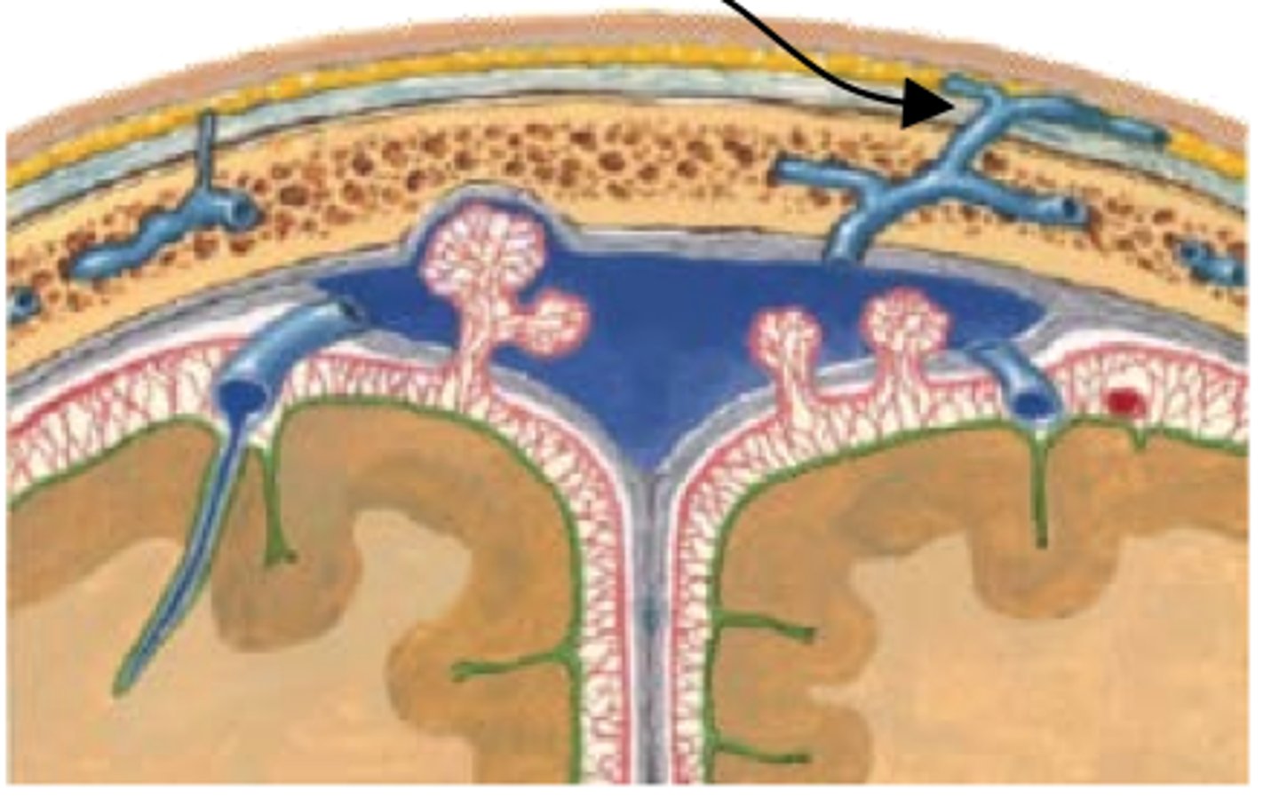 <p>Veins that drain from the loose connective tissue layer of scalp into the cranial cavity</p>