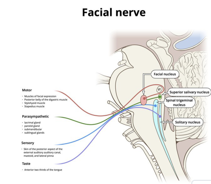 <p>where is facial motor nuceli?</p>