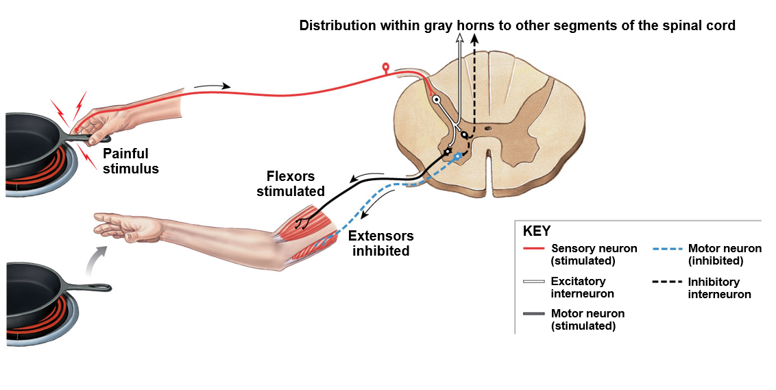 <p>Polysynaptic reflex </p><ul><li><p>have to do something to “excite” the  inhibitors in order to create movement</p></li></ul>