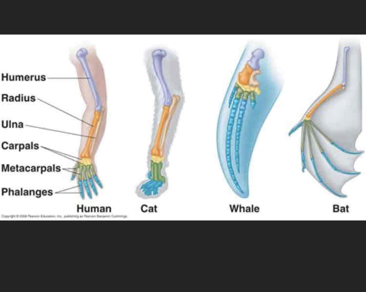 <p>Homologous structures are similar physical features in organisms that share a common ancestor, but the features serve completely different functions. An example of homologous structures are the limbs of humans, cats, whales and bats.</p>