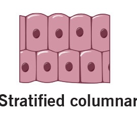 <p>location of stratified columnar</p>