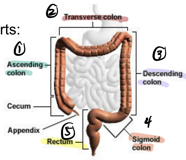 <p>Ascending colon, transverse colon, descending colon, sigmoid colon, rectum, and cecum</p>