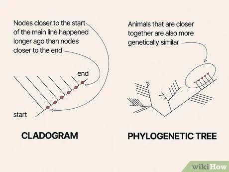 <p>Diagrams that represent the evolutionary history of a group of organisms, similar to cladograms</p>