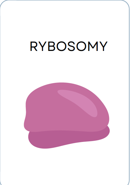 <p>RYBOSOMY</p>