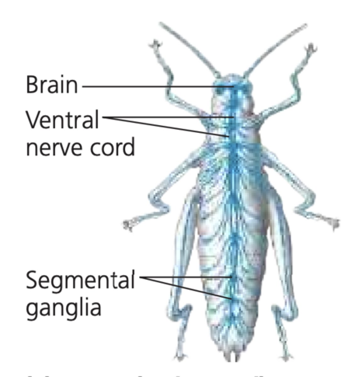 <p>1. pair of ganglia (brain) (above esophagus)</p><p>2. pair of connectives </p><p>3. double ventral nerve cord with abdominal ganglia</p><p>4. lateral branching nerves</p><p>-ex: insect</p>