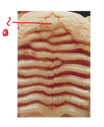 <p>Structure in the gingiva, seen on the roof of oral cavity of an ox. </p>