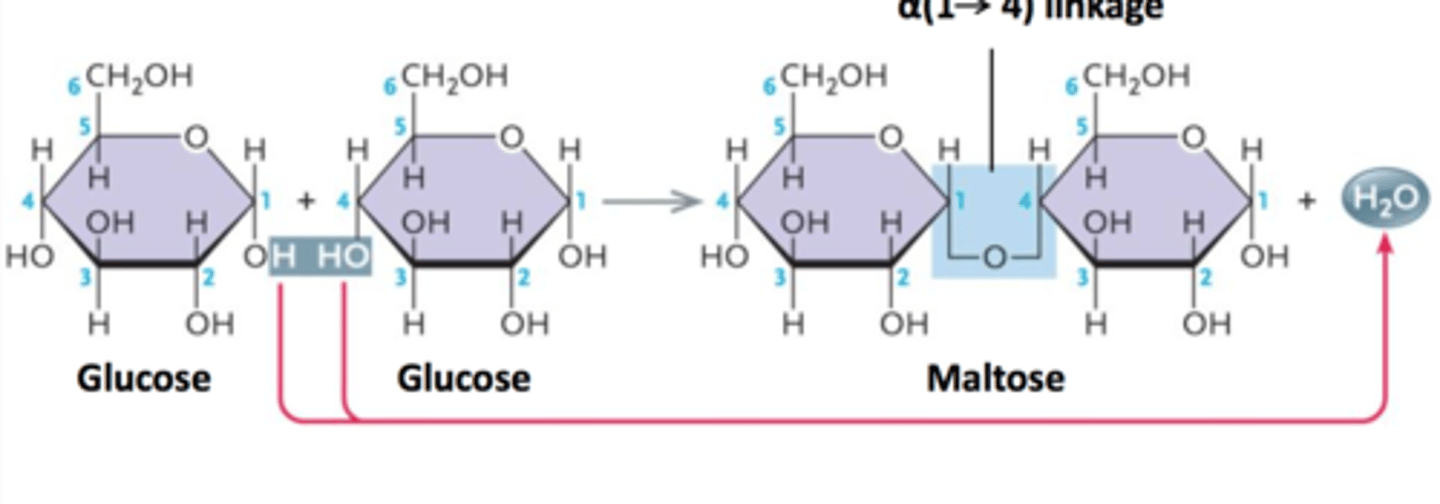 <p>many of the sugars. glucose, fructose, lactose...</p>
