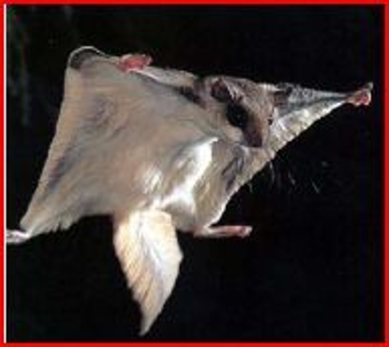 <p>Colugos</p>