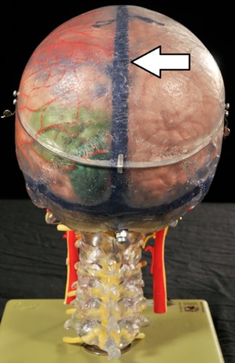 <p>Blood and Cerebrospinal fluid (CSF) collection for return to circulatory vessels exiting skull</p>
