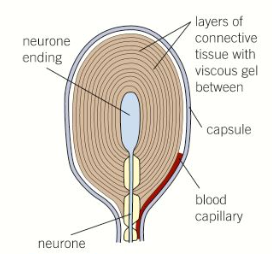 <ul><li><p><strong>Layers of connective tissue separated by a gel surround the end of a sensory neurone dendrite</strong></p></li><li><p>The gel contains <span><strong>Na</strong></span><strong><sup>+</sup></strong> ions, but the sensory neurone doesn’t, giving it a <strong>negative </strong>charge (<strong>resting potential</strong>)</p></li><li><p>The membrane of the sensory neurone contains <strong>stretch-mediated sodium ion channels </strong>which change width based on pressure changes</p></li></ul><p></p>
