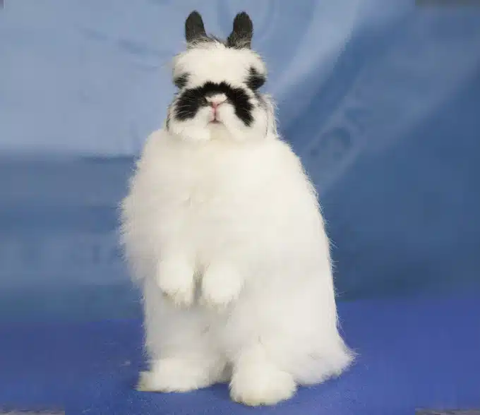 <p>What Breed Am I?</p>