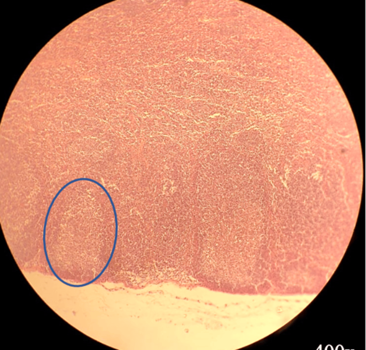 <p>Name the organ</p>