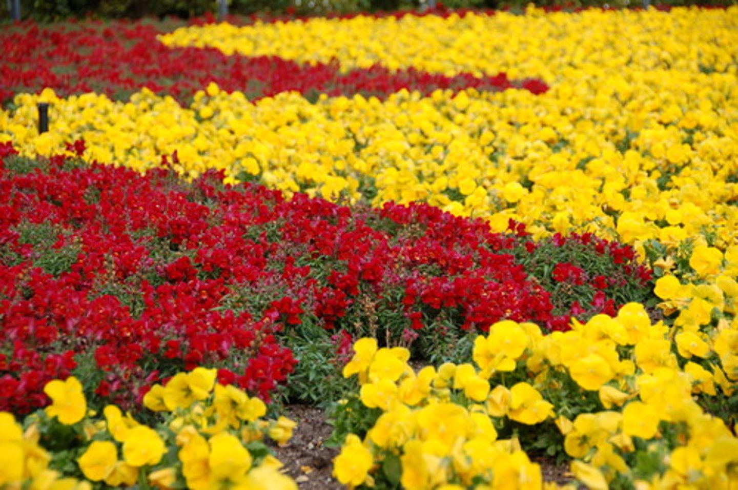 <p>Monocular Depth Cue. Objects appearing denser as distance increases. (Further flowers are smaller and harder to see)</p>