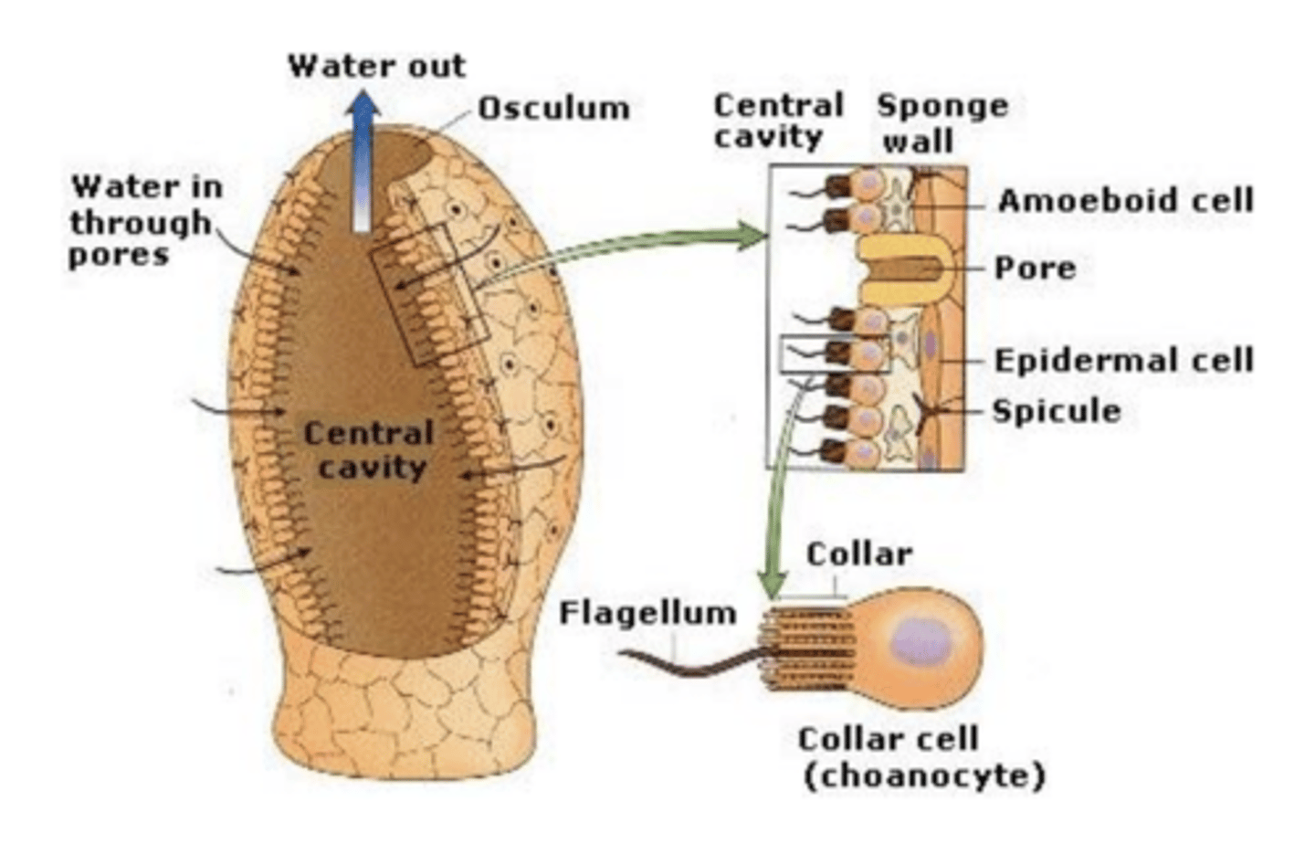 <p>porifera (digestive cells)</p>