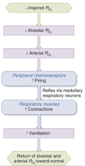 <p><span style="background-color: transparent;"><span>signals sent to brainstem/medullan - ecourages muscles to contract - encourages contraction - PO2 goes up</span></span></p><p><span style="background-color: transparent;"><span>*a person in this condition may not feel short of breath (SOB) if both O2 and CO2 were low</span></span></p><p></p>
