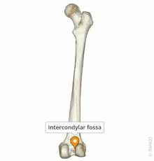 <p>depression between the medial and lateral condyles of femur</p>
