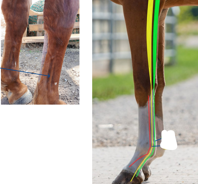 <p>Quelles sont les 3 structures qui sont palpable chez le cheval ?</p>